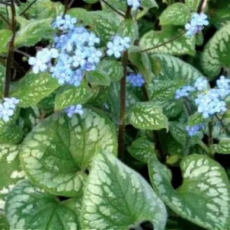 Brunnera sp CS14 - Tarka kaukázusi nefelejcs – Évelő növények