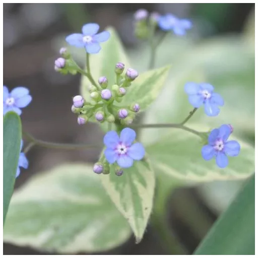 Brunnera sp CS14 - Tarka kaukázusi nefelejcs – Évelő növények