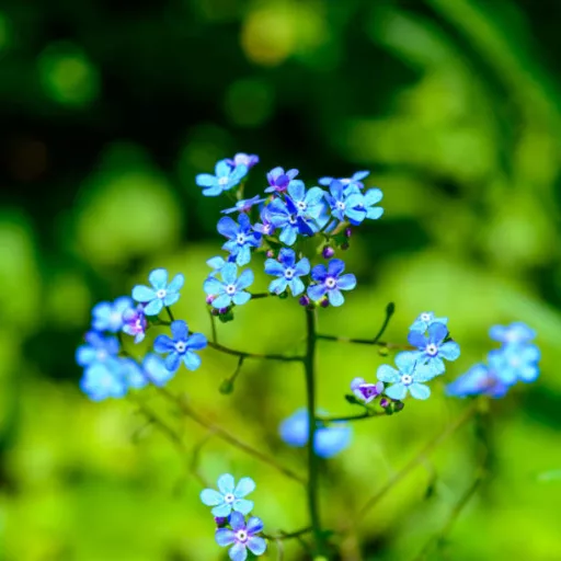 Brunnera sp CS14 - Tarka kaukázusi nefelejcs – Évelő növények