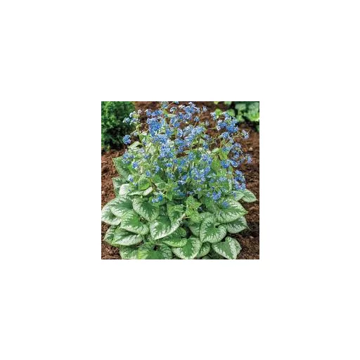 Brunnera sp CS14 - Tarka kaukázusi nefelejcs – Évelő növények