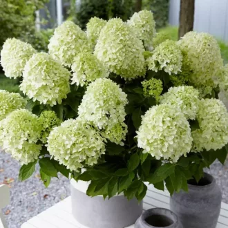 Hydrangea paniculata Little Spooky K5 - Törpe bugás hortenzia