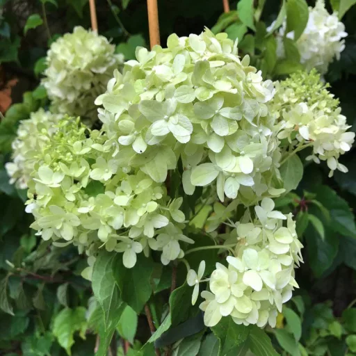 Hydrangea paniculata Little Spooky K5 - Törpe bugás hortenzia