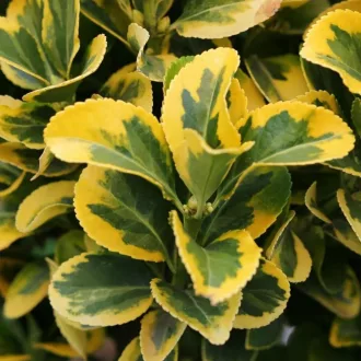 Euonymus japonicus Aureomarginatus - Japán kecskerágó K2 – Díszcserjék