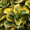 Euonymus japonicus Aureomarginatus - Japán kecskerágó K2
