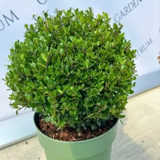 Ilex crenata 30/35 - Gömb csipkéslevelű magyal K4