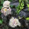 Physocarpus opulifolius Diabolo K5 - Bordó hólyagvessző – Díszcserjék