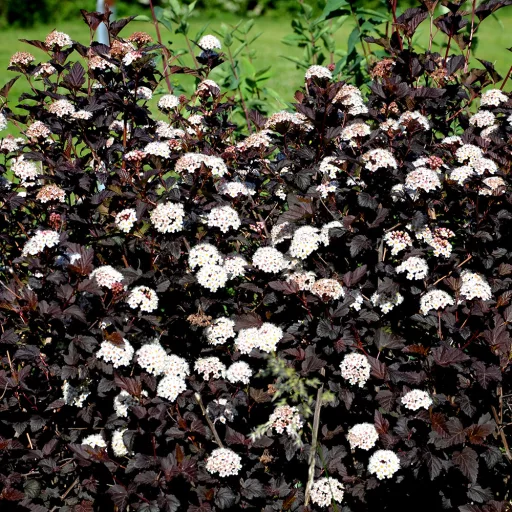 Physocarpus opulifolius Diabolo K5 - Bordó hólyagvessző – Díszcserjék