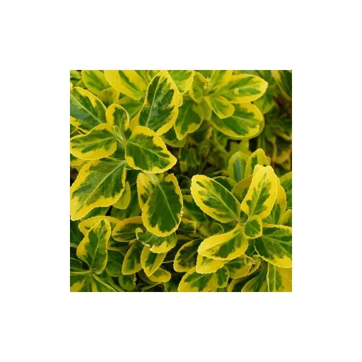 Euonymus japonicus Aureomarginatus - Japán kecskerágó K2