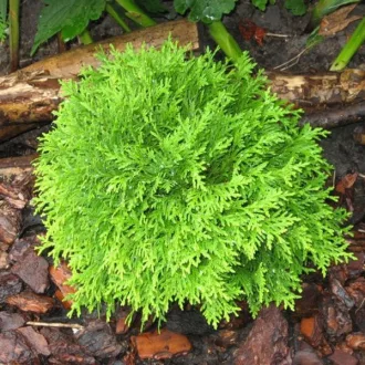Thuja occidentalis Mirjam K2