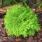 Thuja occidentalis Mirjam K2