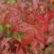 Acer palmatum Atropurpureum K4 - Vöröslevelű japán juhar