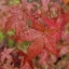 Acer palmatum Atropurpureum K4 - Vöröslevelű japán juhar – Díszfák