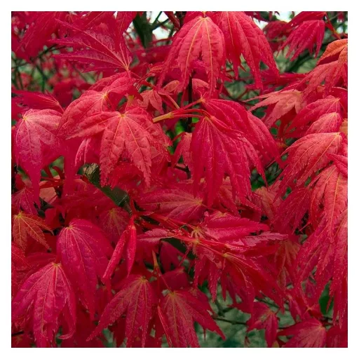 Acer palmatum Atropurpureum K4 - Vöröslevelű japán juhar