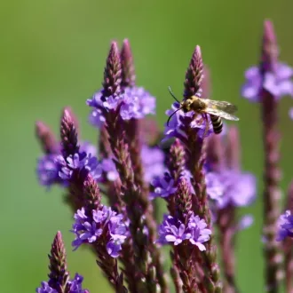 Verbena-hastata-Dusviragu-verbena
