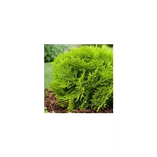 Thuja occidentalis Mirjam K2