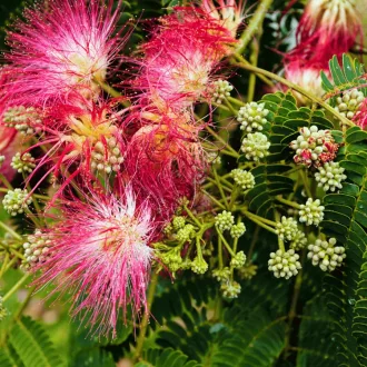 Albizia julibrissin K2 - Selyemakác