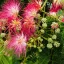 Albizia julibrissin K2 - Selyemakác