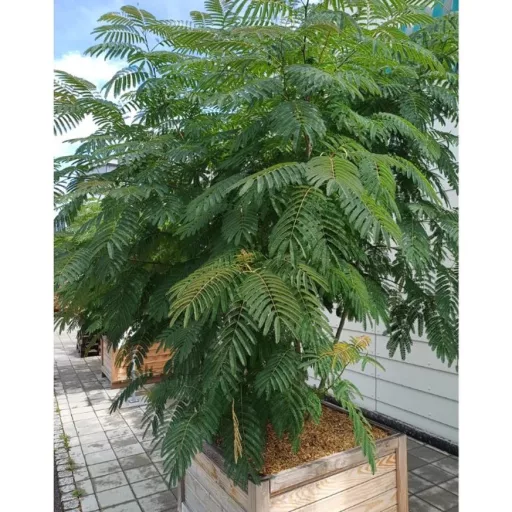 Albizia julibrissin K2 - Selyemakác