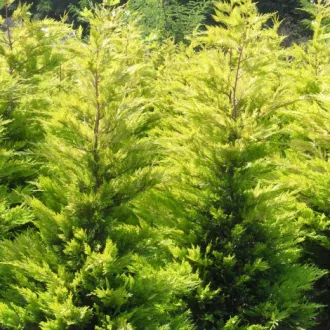   Cupressocyparis x leylandii Gold Rider - Sárga leylandi ciprus K3