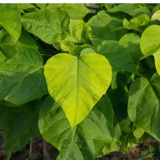 Catalpa bignonioides Nana TM 180 cm - Gömbszivarfa – Díszfák