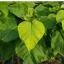 Catalpa bignonioides Nana TM 180 cm - Gömbszivarfa – Díszfák