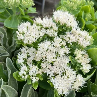 Sedum-spectabile-Feher-pompas-varjuhaj