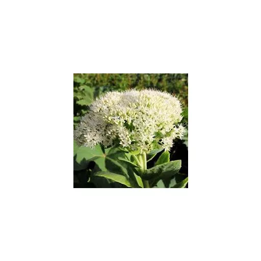 Sedum-spectabile-Feher-pompas-varjuhaj