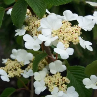 Viburnum plicatum Mariesii K3 - Redős levelű bangita