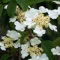 Viburnum plicatum Mariesii K3 - Redős levelű bangita