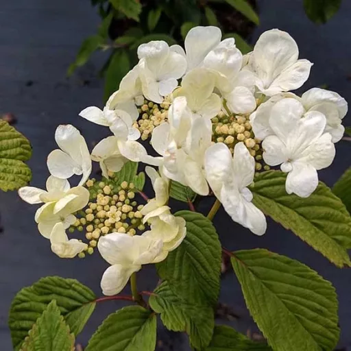 Viburnum plicatum Mariesii K3 - Redős levelű bangita