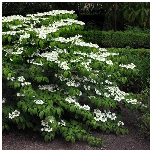 Viburnum plicatum Mariesii K3 - Redős levelű bangita
