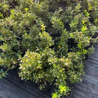 Ilex aquifolium Alaska K2 - Termős magyal