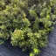 Ilex aquifolium Alaska K2 - Termős magyal