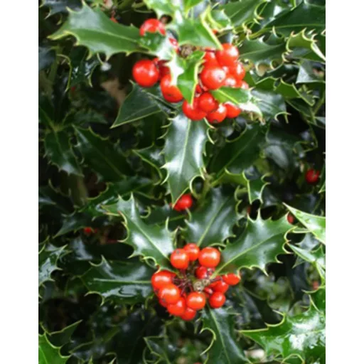 Ilex aquifolium Alaska K2 - Termős magyal