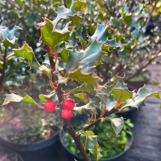 Ilex meserveae Blue Angel K2 - Termős magyal