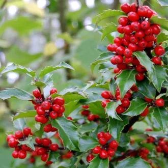 Ilex meserveae Blue Prince K2 - Porzós magyal
