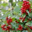 Ilex meserveae Blue Prince K2 - Porzós magyal