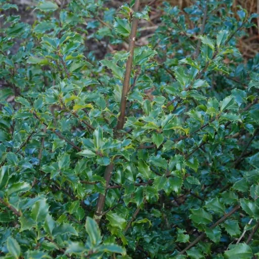Ilex meserveae Blue Prince K2 - Porzós magyal