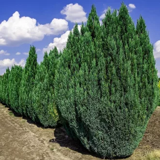 Chamaecyparis lawsoniana Ellwoodii K2 - Oregoni hamis ciprus – Egyéb ciprusok