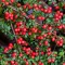 Cotoneaster-dammeri-K2-Szonyegmadarbirs