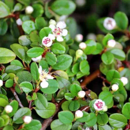 Cotoneaster-dammeri-K2-Szonyegmadarbirs