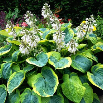 Hosta sieboldiana Frances Williams - Árnyékliliom K2 – Évelő növények