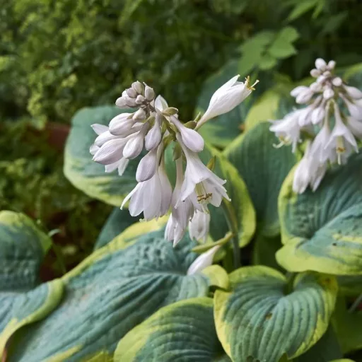 Hosta sieboldiana Frances Williams - Árnyékliliom K2 – Évelő növények