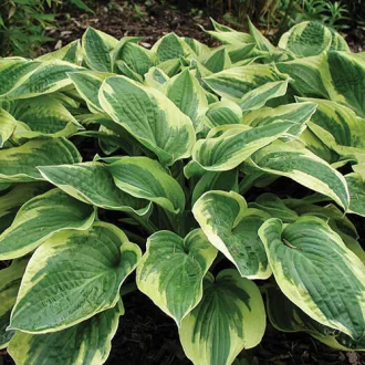 Hosta Wide Brim - Árnyékliliom CS14 – Évelő növények