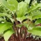 Hosta Gooseberry Sundae - Árnyékliliom K2 – Évelő növények