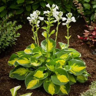 Hosta Sunset Grooves - Árnyékliliom K2 – Évelő növények