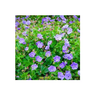 Geranium Rozanne - Gólyaorr CS14 – Évelő növények