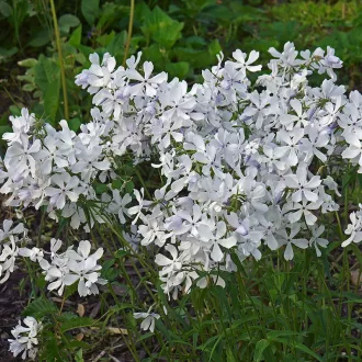 Phlox divaricata May Breeze - Erdei lángvirág CS9 – Évelő növények
