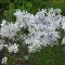 Phlox divaricata May Breeze - Erdei lángvirág CS9 – Évelő növények
