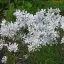 Phlox divaricata May Breeze - Erdei lángvirág CS9 – Évelő növények